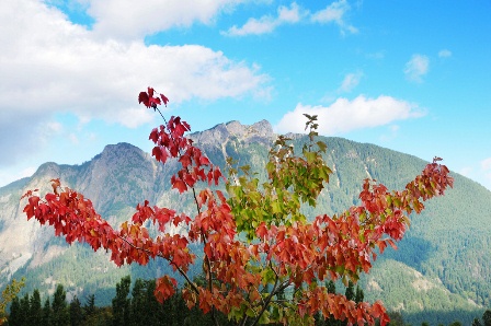Turning of the Leaves 